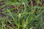 Fragrant spikesedge